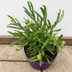 Levanduľa úzkolistá (Lavandula angustifolia) ´HIDCOTE´  kont. C1L